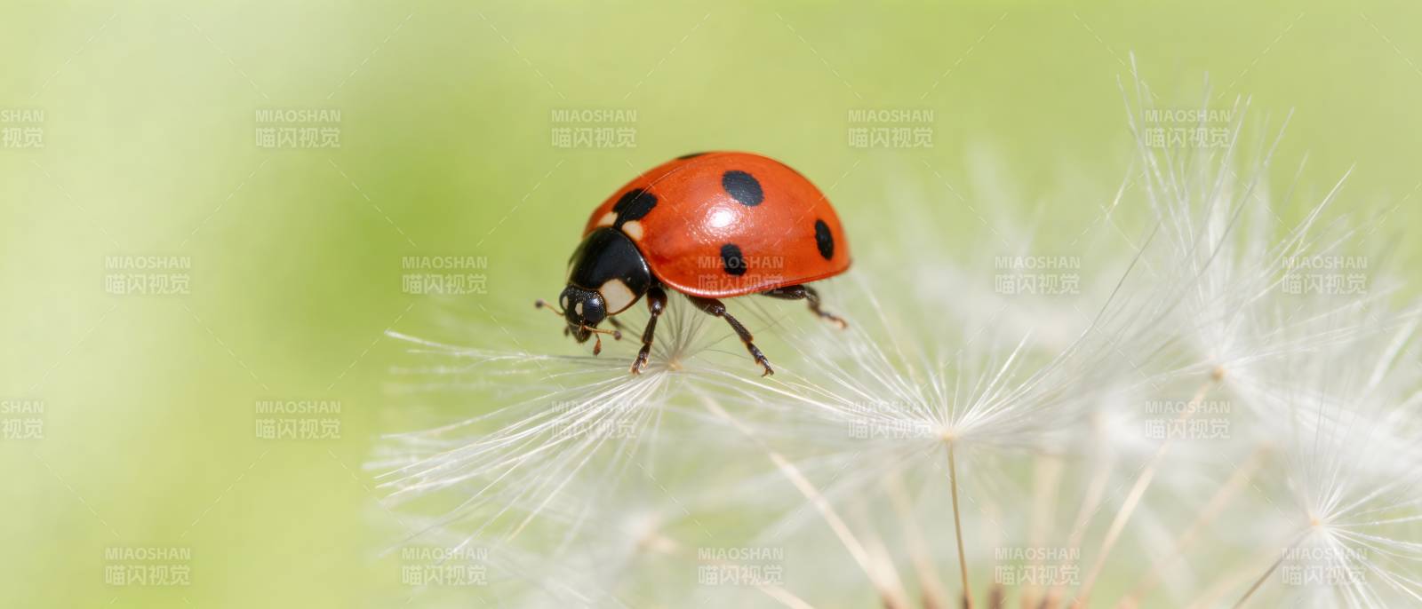 瓢虫栖蒲公英 红黑映柔白图片