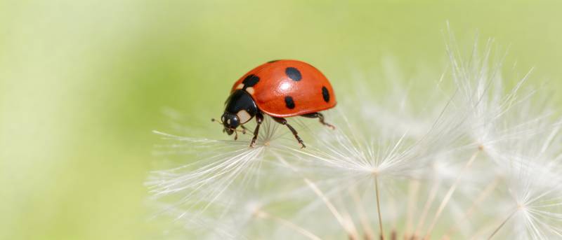 瓢虫栖蒲公英 红黑映柔白图片