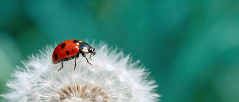 瓢虫栖蒲公英 绿意朦胧背景图片