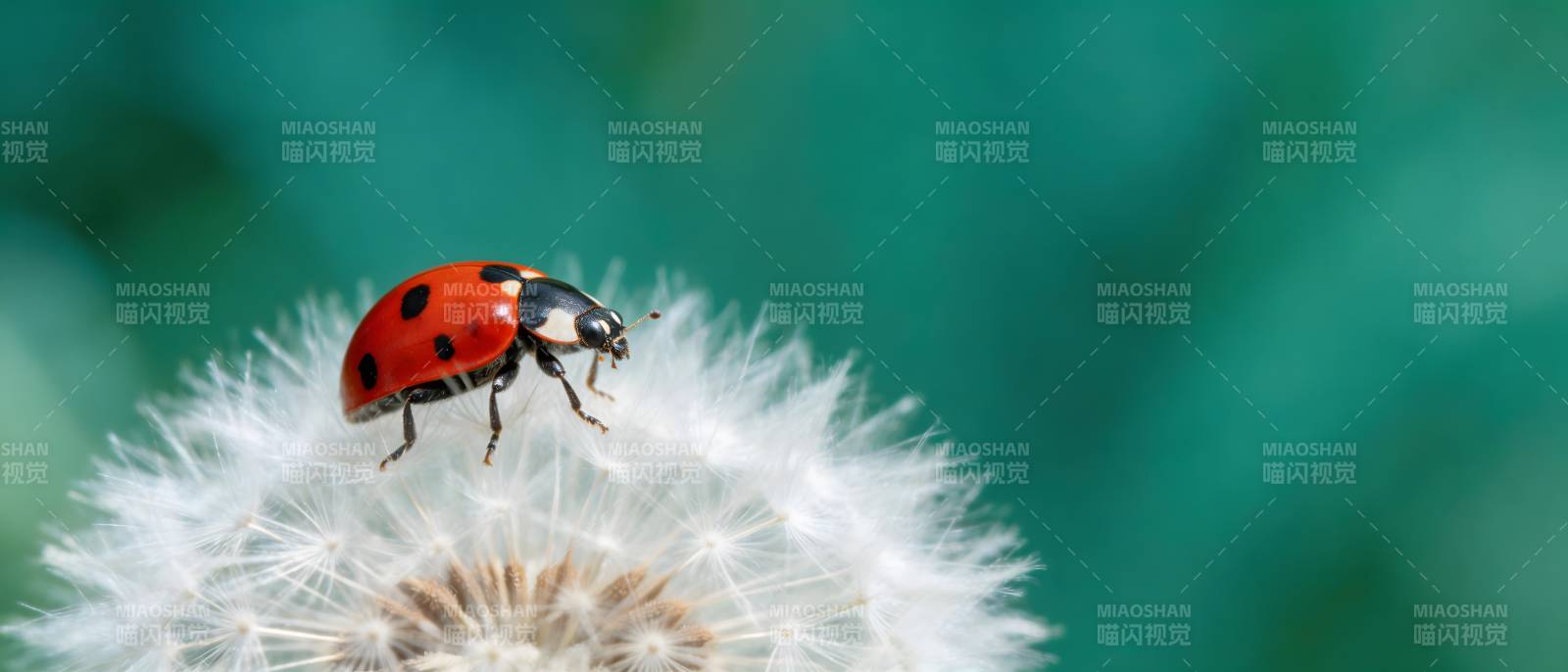 瓢虫栖蒲公英 绿意朦胧背景图片