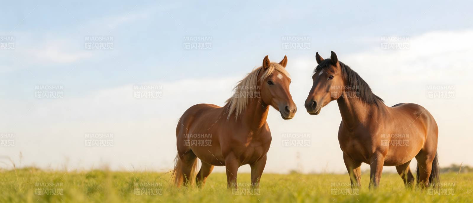 草原双马对视图片