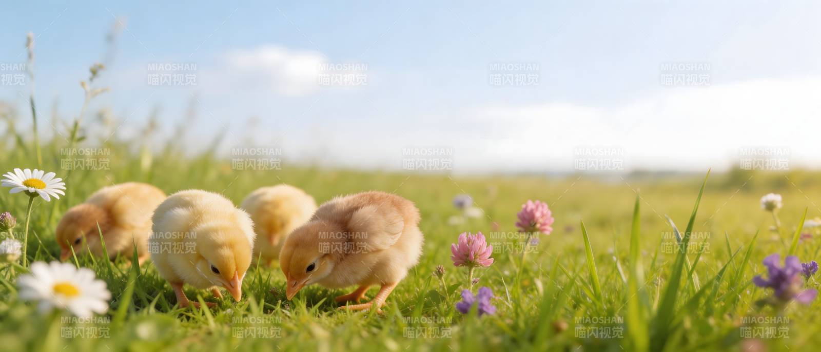 小鸡觅食花田春景图片