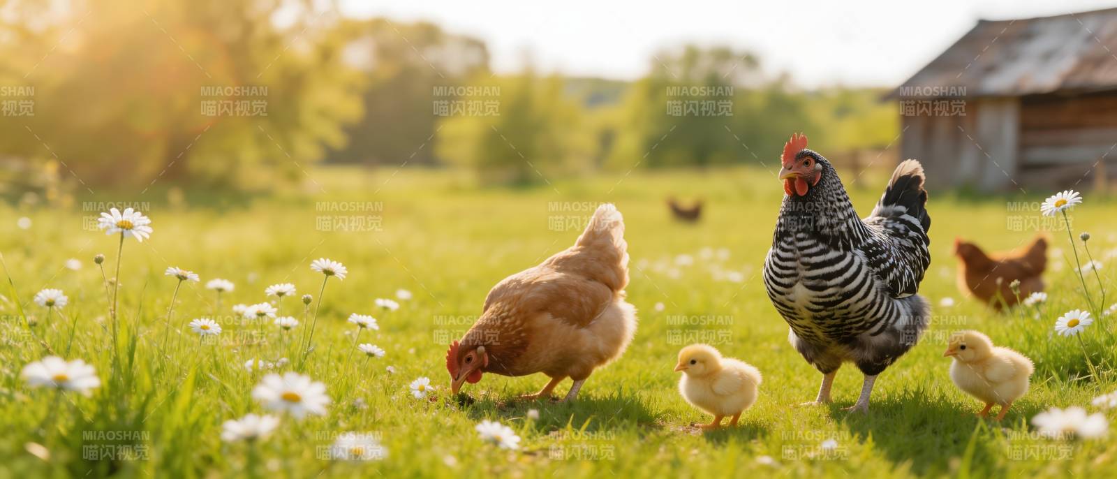 田园鸡群觅食图图片