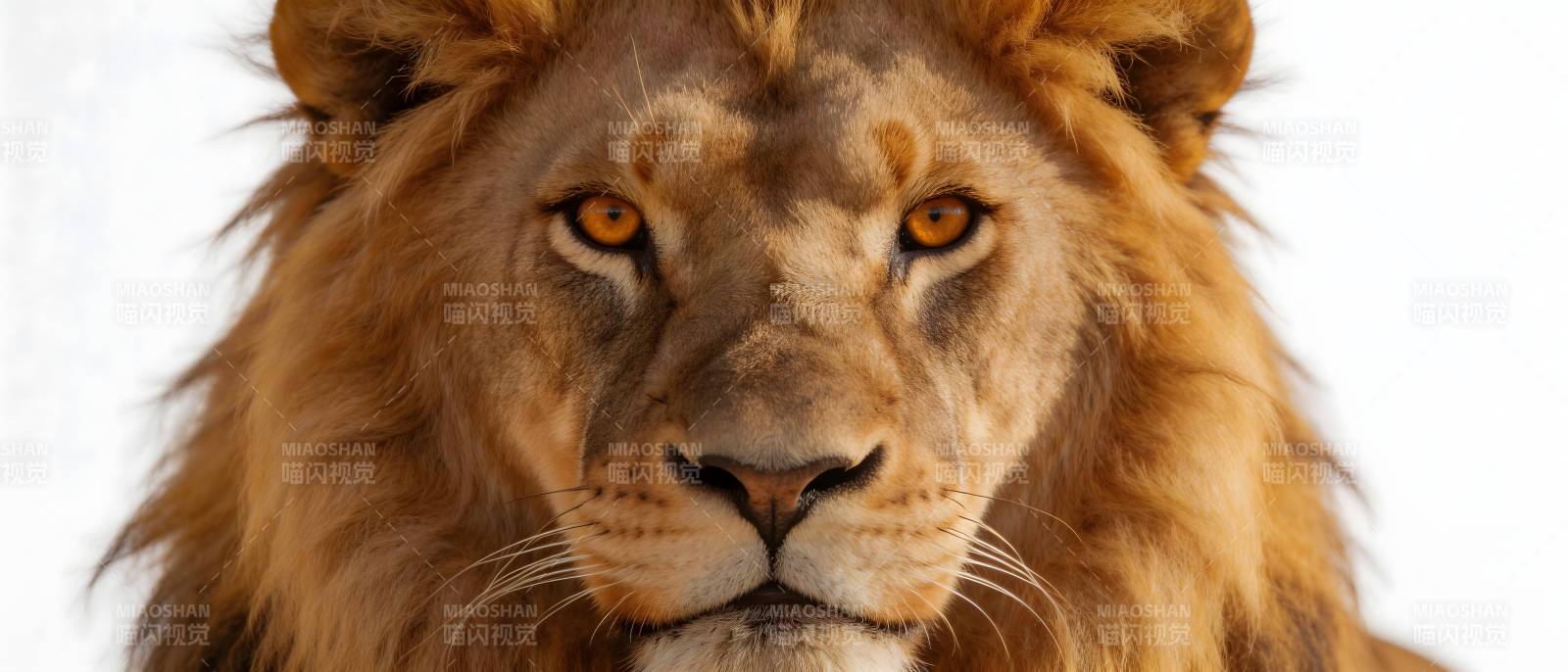 雄狮凝视 王者风范图片