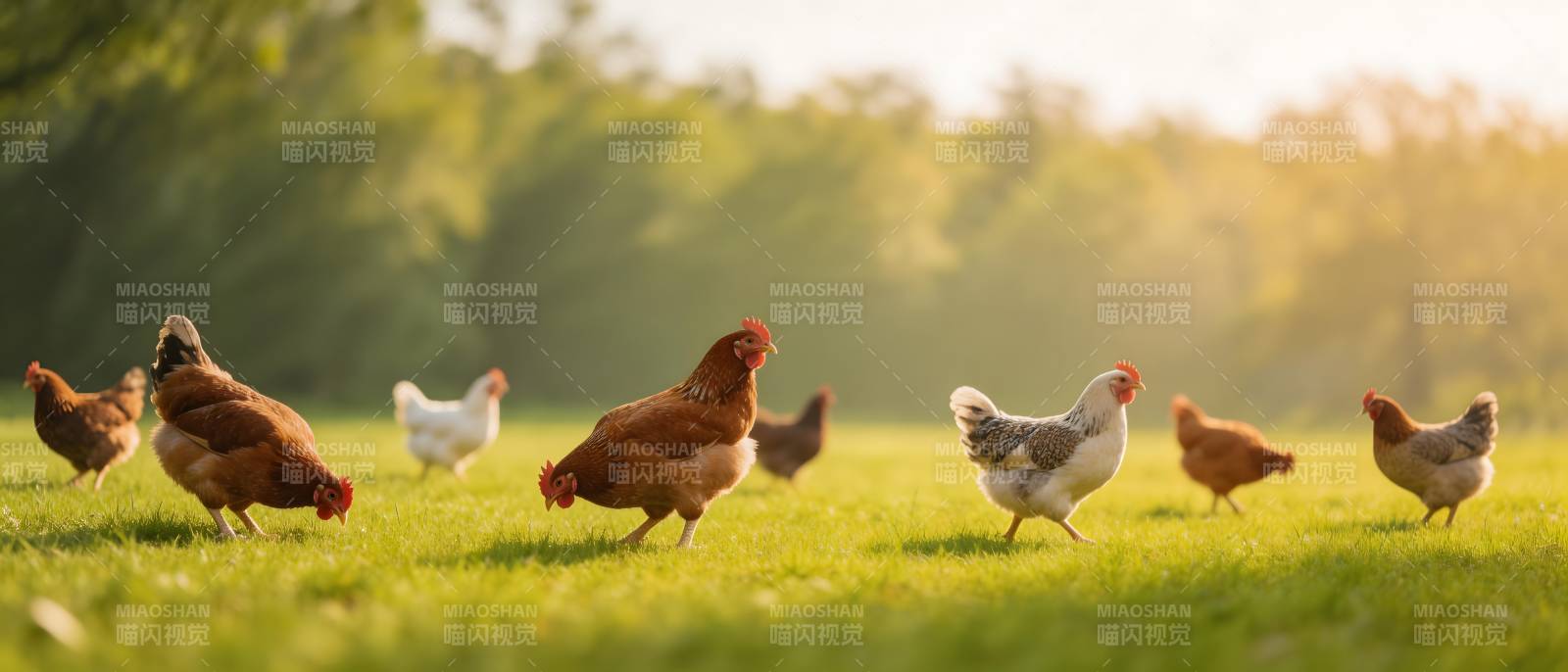 晨光照耀 鸡群漫步绿野图片