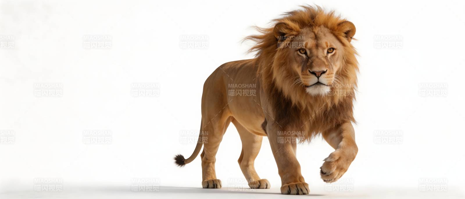 雄狮昂首阔步前行图片