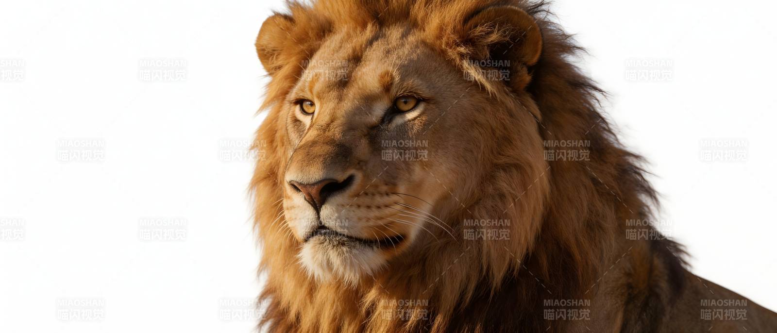 雄狮侧颜 威严霸气图片