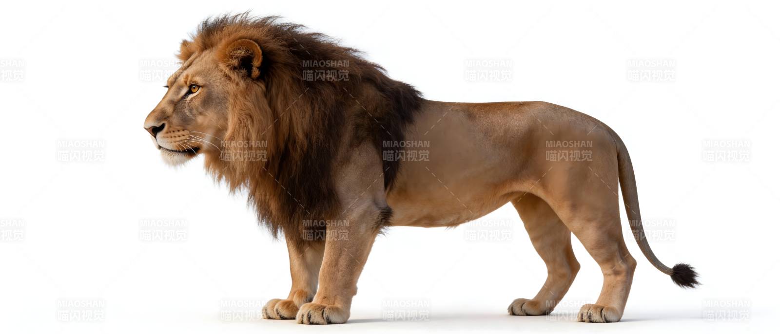 雄狮侧立 鬃毛威武图片