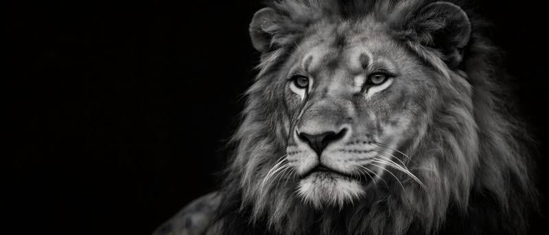 雄狮凝视 黑白王者风范图片