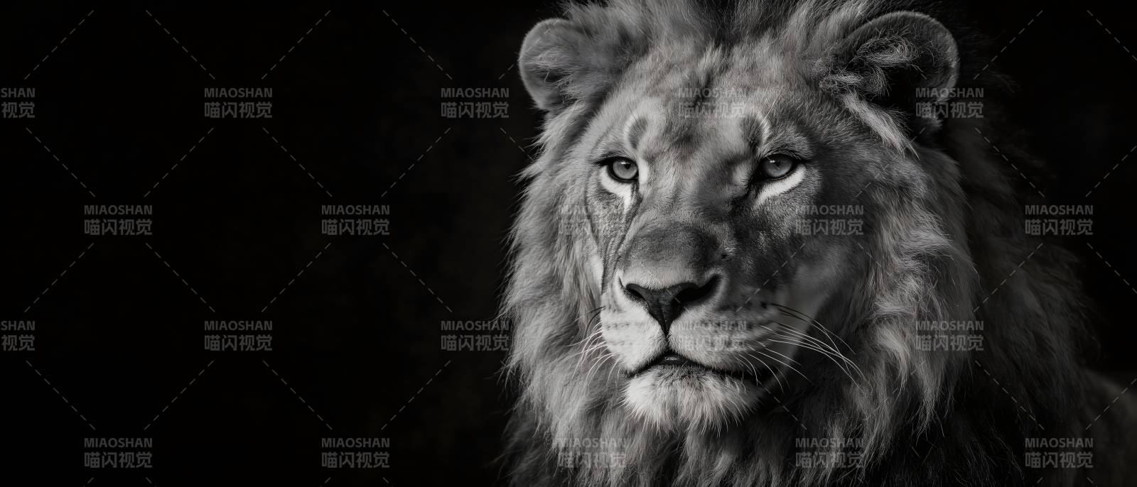 黑白色调的雄狮肖像图片
