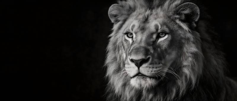 黑白色调的雄狮肖像图片