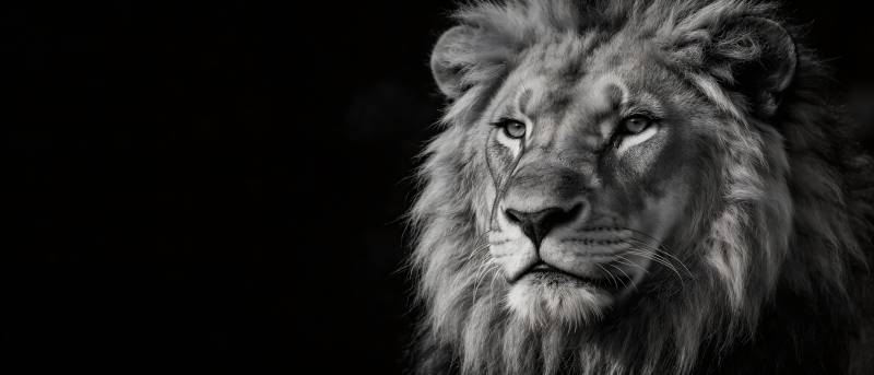 黑白色调中的雄狮凝视图片