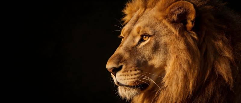 雄狮侧影 王者之光图片