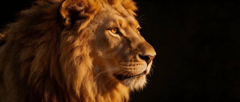 雄狮侧影 金光耀目图片