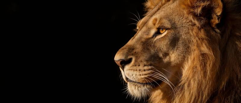 雄狮侧影 暗夜王者图片