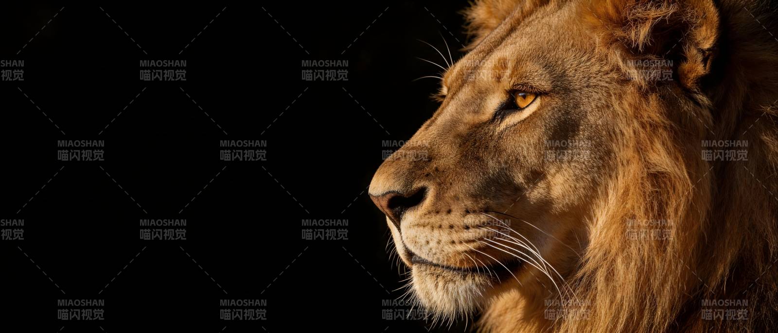 雄狮侧影 暗夜王者图片