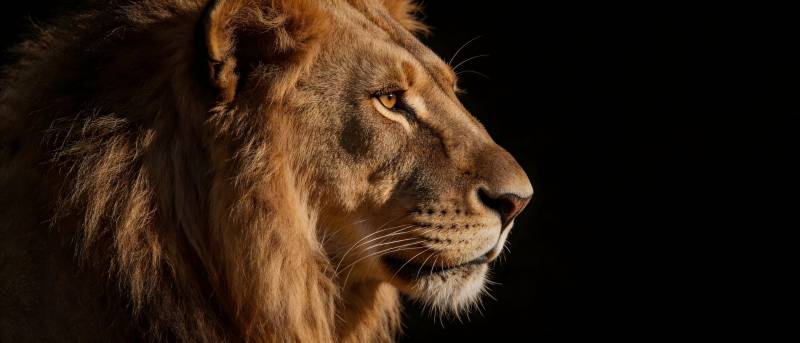 雄狮侧影 暗夜王者图片