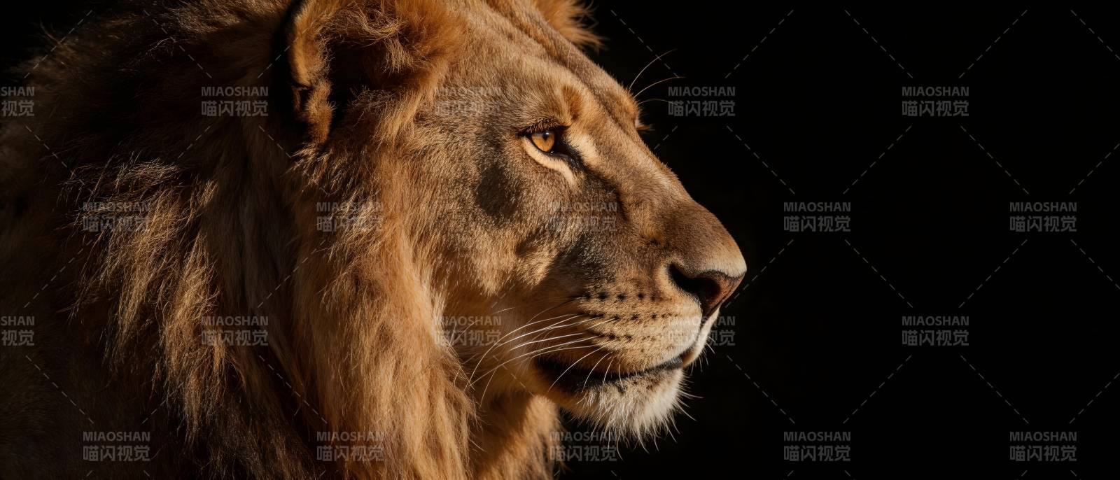 雄狮侧影 暗夜王者图片