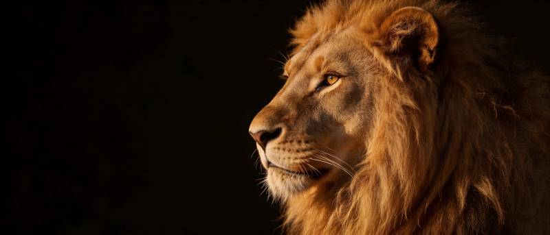 雄狮侧影 王者风范图片