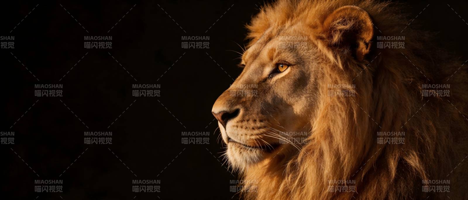 雄狮侧影 王者风范图片