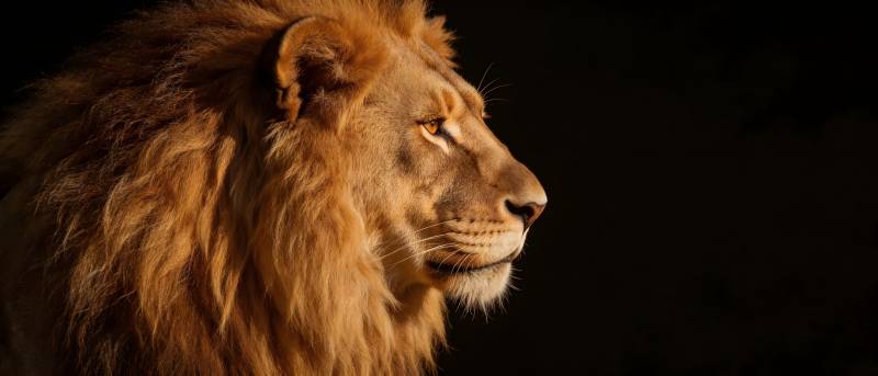 雄狮侧影 威严凝视远方图片