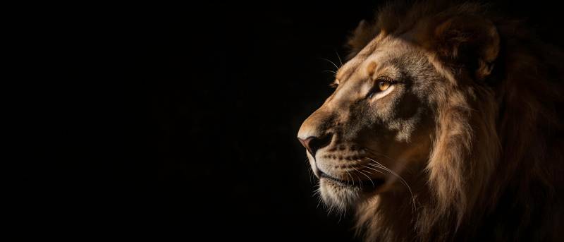 雄狮侧影 暗夜王者图片
