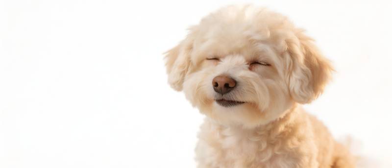 萌犬闭眼笑 治愈满分图片