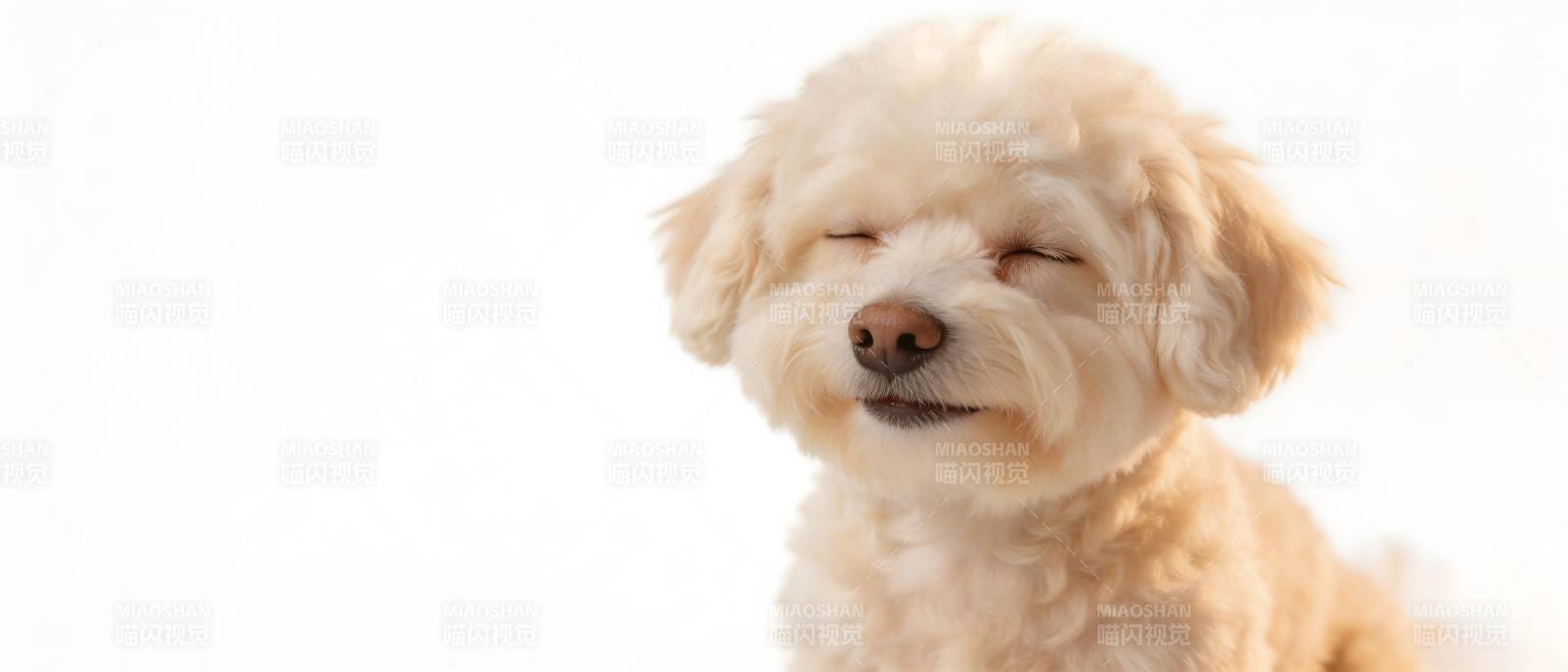 萌犬闭眼笑 治愈满分图片