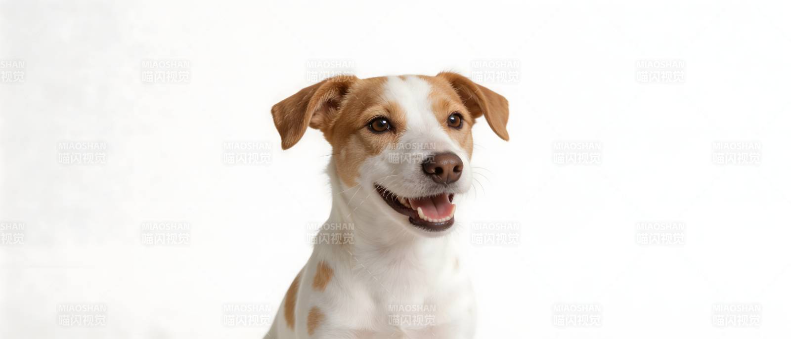 开心小狗 白底萌照图片