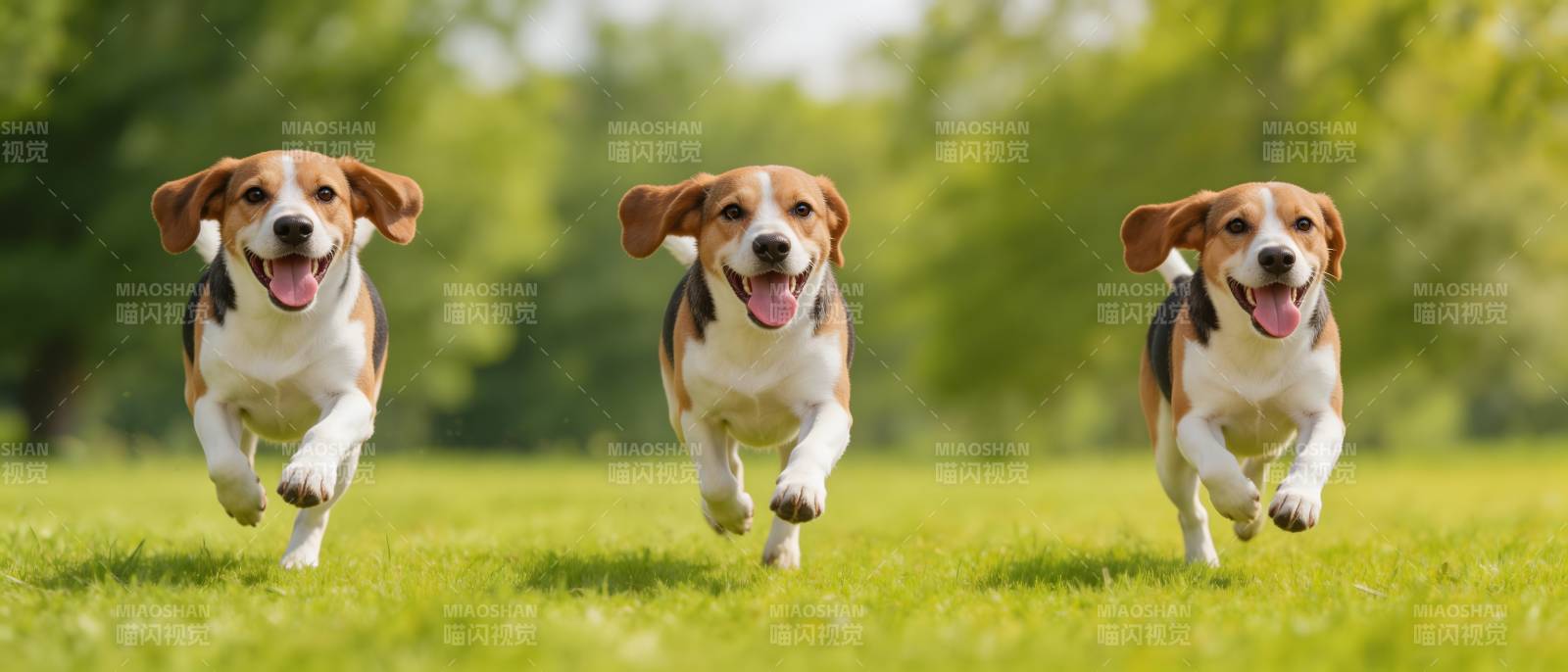 三只比格犬草地奔跑图片