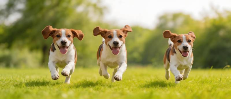 三只小狗草地上奔跑图片