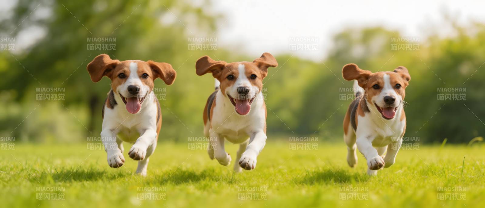三只小狗草地上奔跑图片