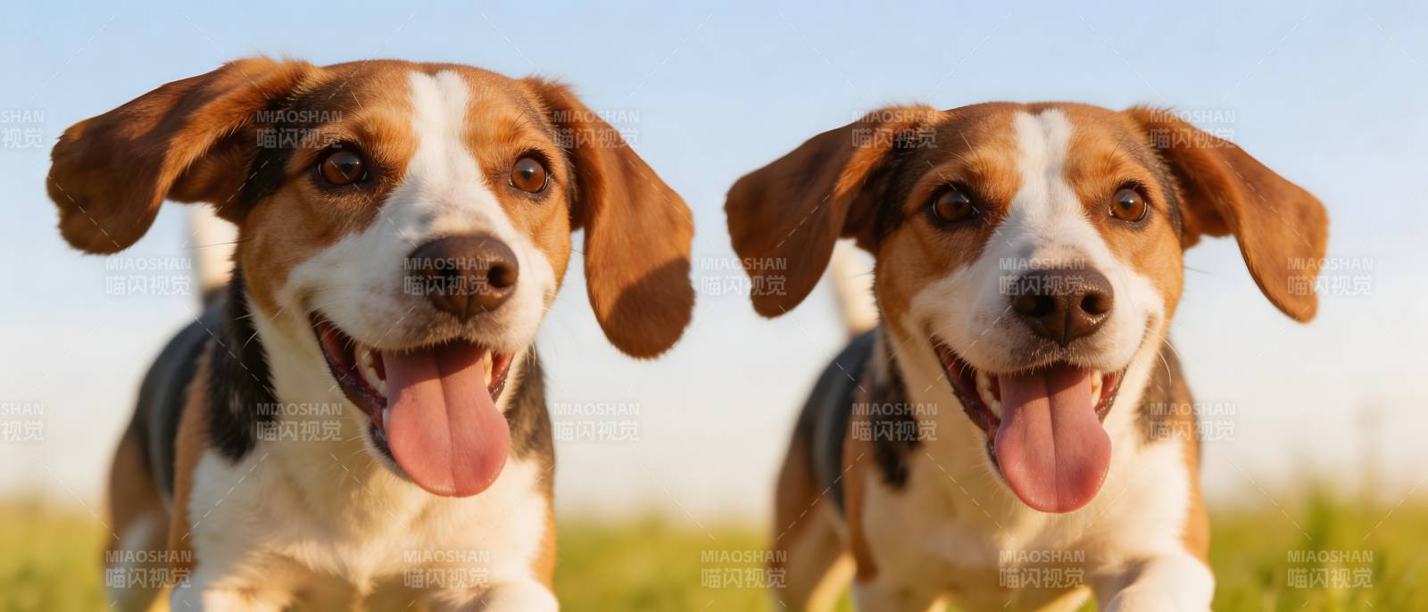 双狗欢跑  tongue out 乐翻天图片