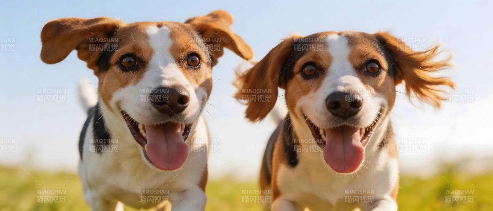 双狗奔跑 快乐飞扬图片