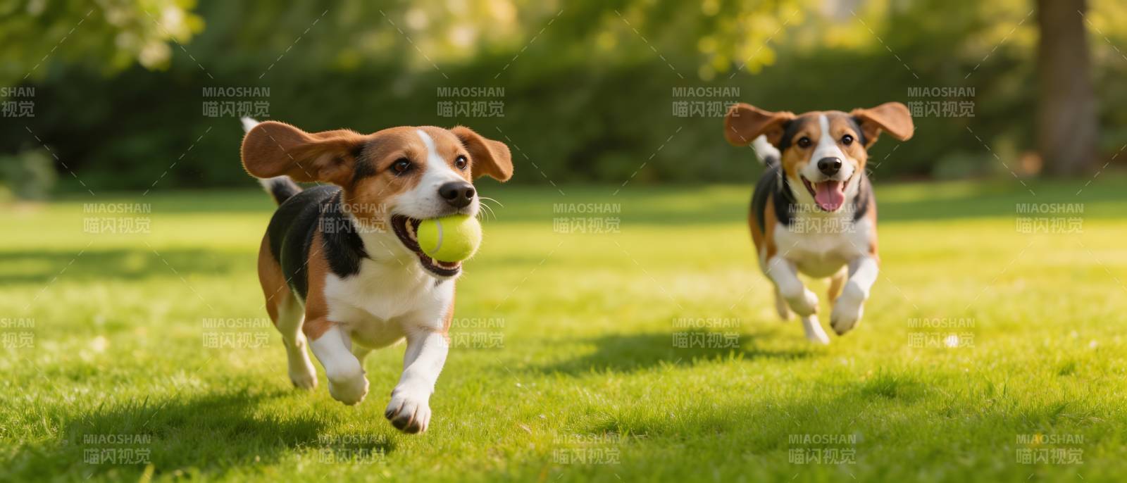 双狗追球 草地欢奔图片