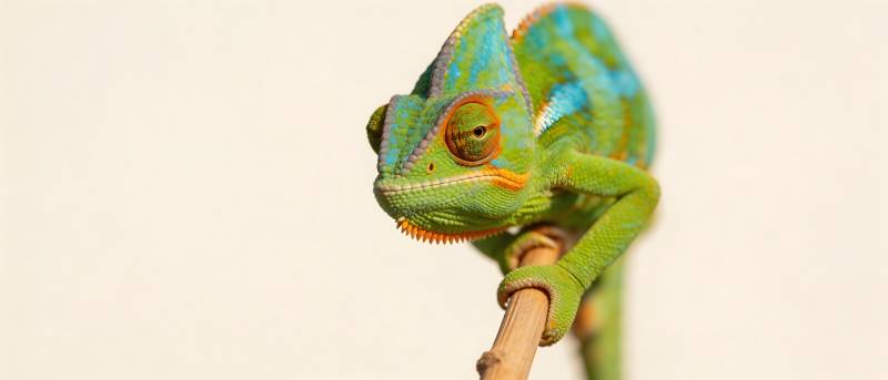 绿蓝变色龙栖枝上图片