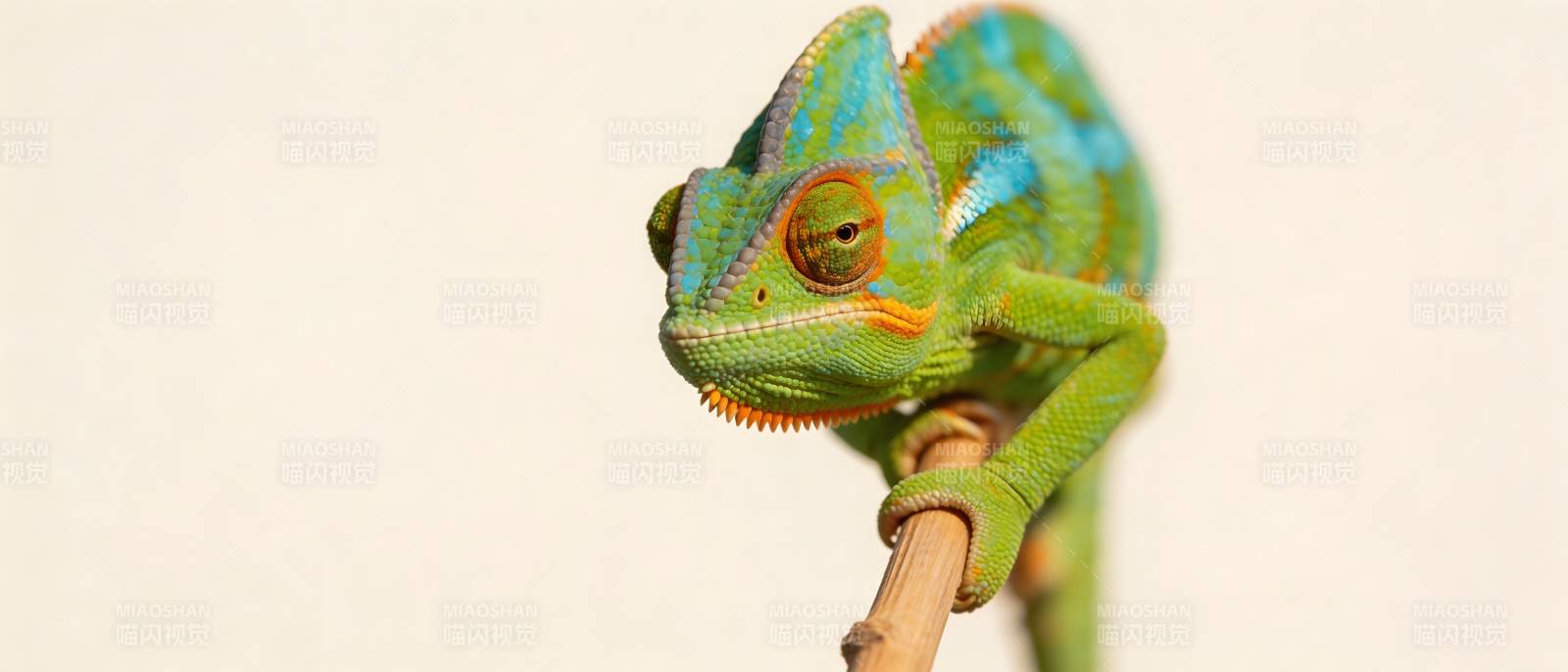 绿蓝变色龙栖枝上图片