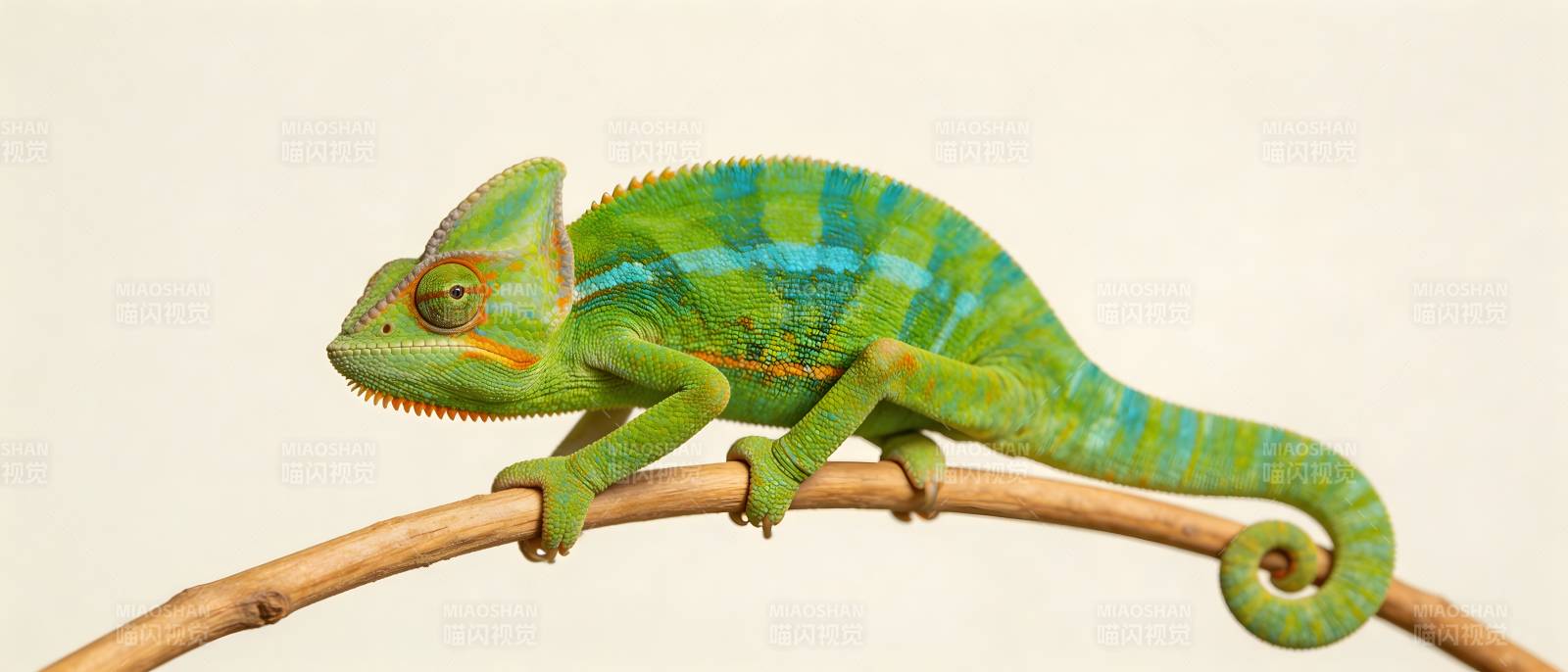 绿蓝变色龙栖枝上图片