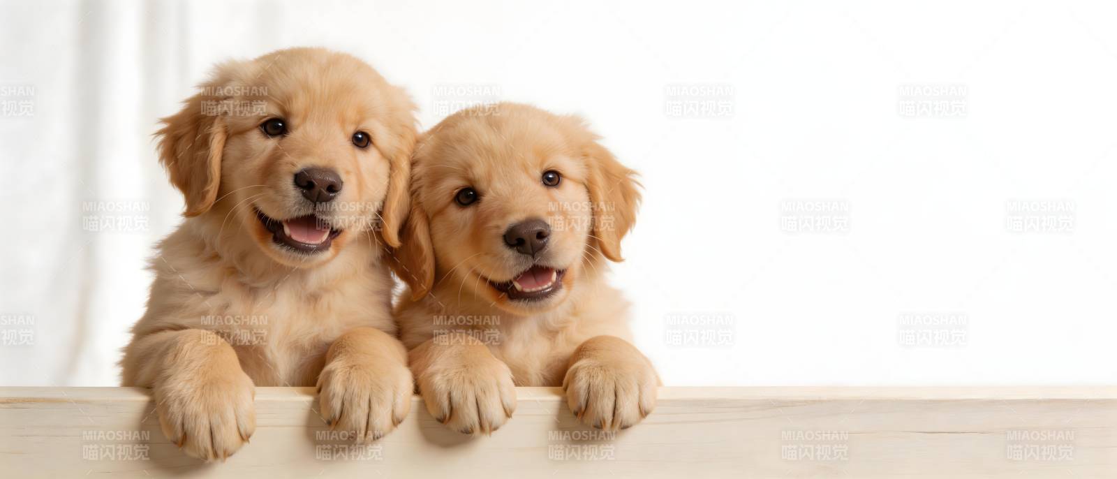 双萌金毛幼犬探头笑图片