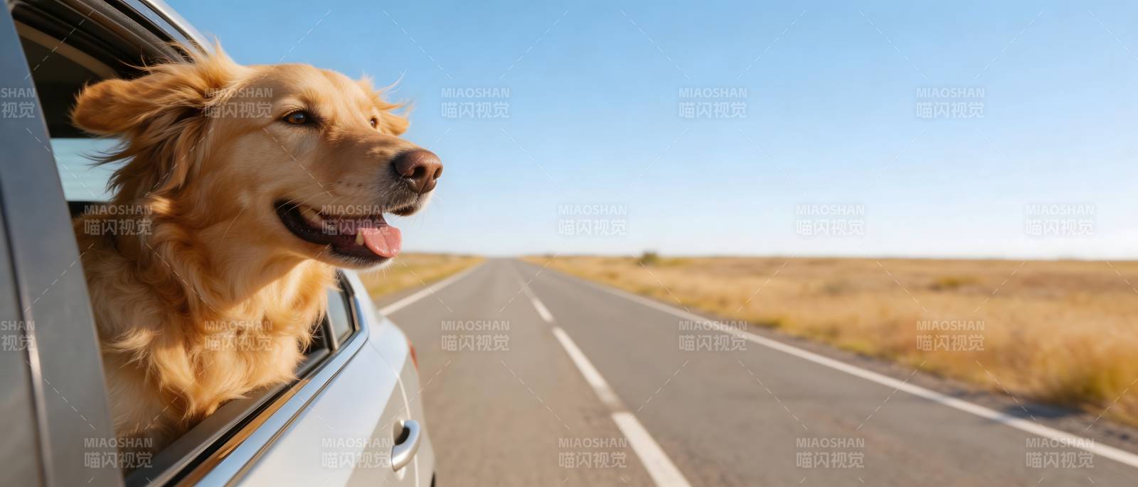 狗狗兜风 快乐无边界图片