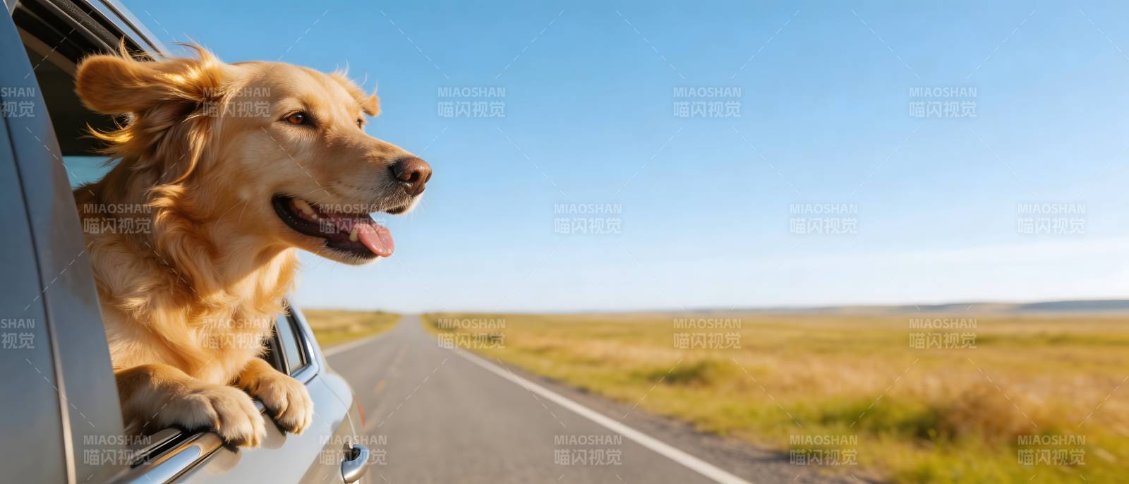 狗狗兜风 快乐无边图片