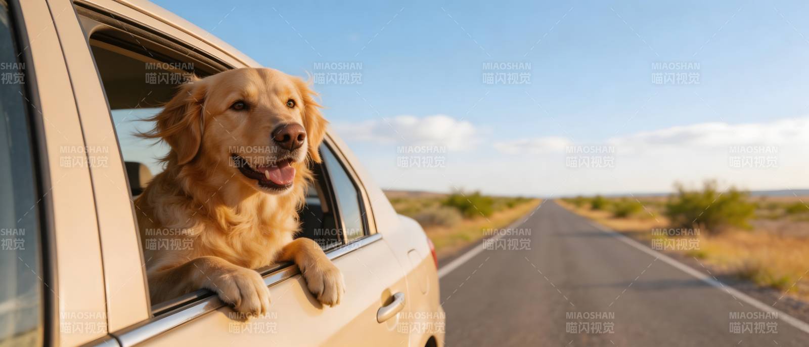 狗狗车窗兜风乐图片