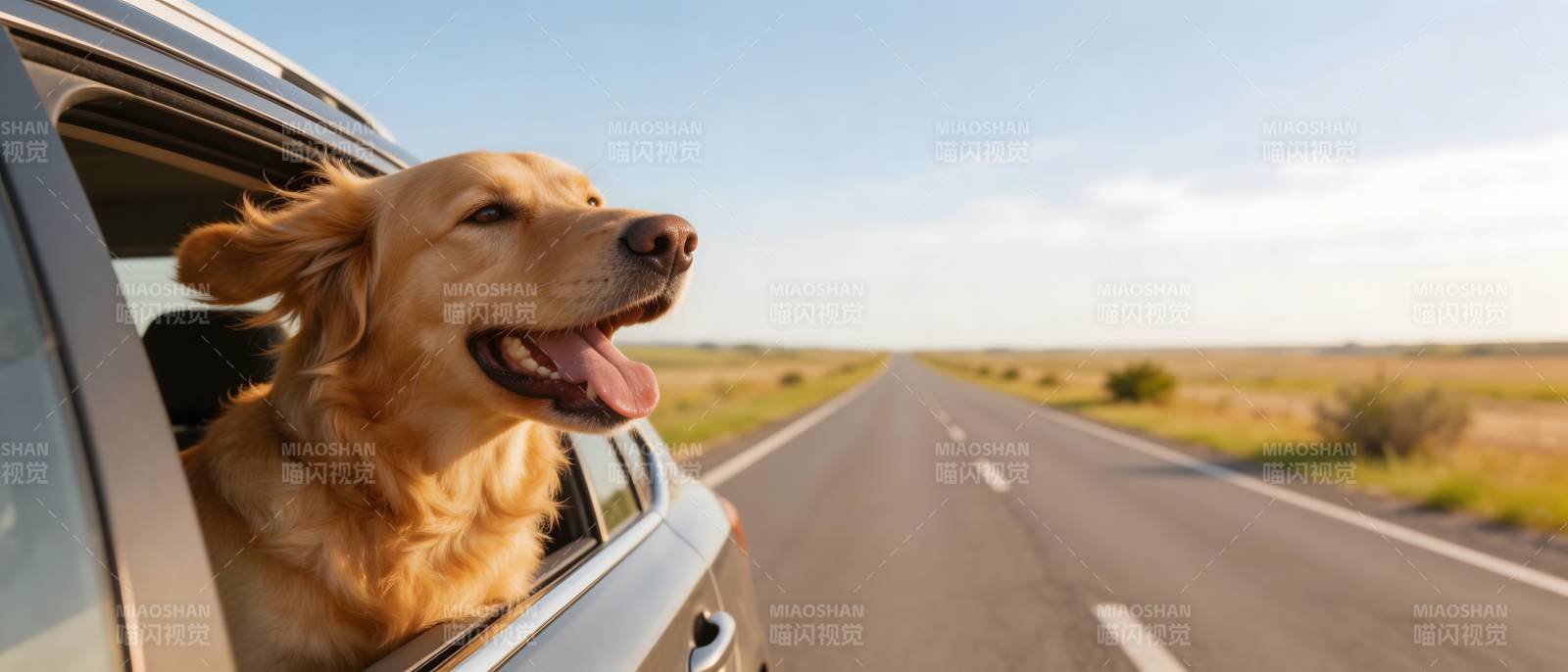 狗狗兜风 快乐无限图片