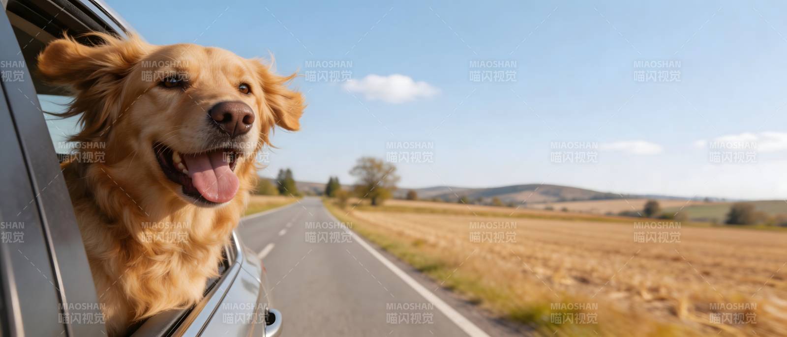 狗狗兜风 快乐满分图片