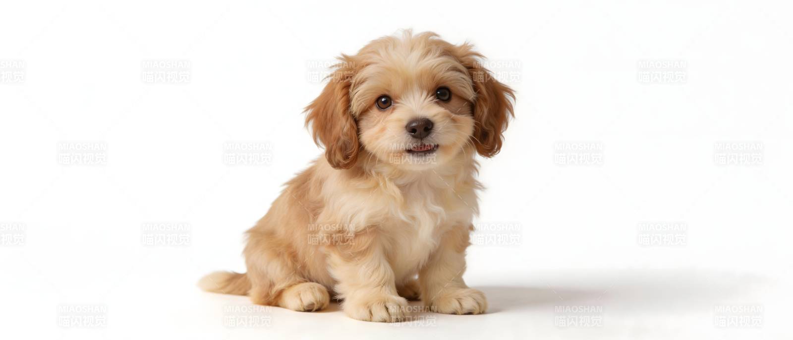 萌犬坐白底 软毛暖人心图片