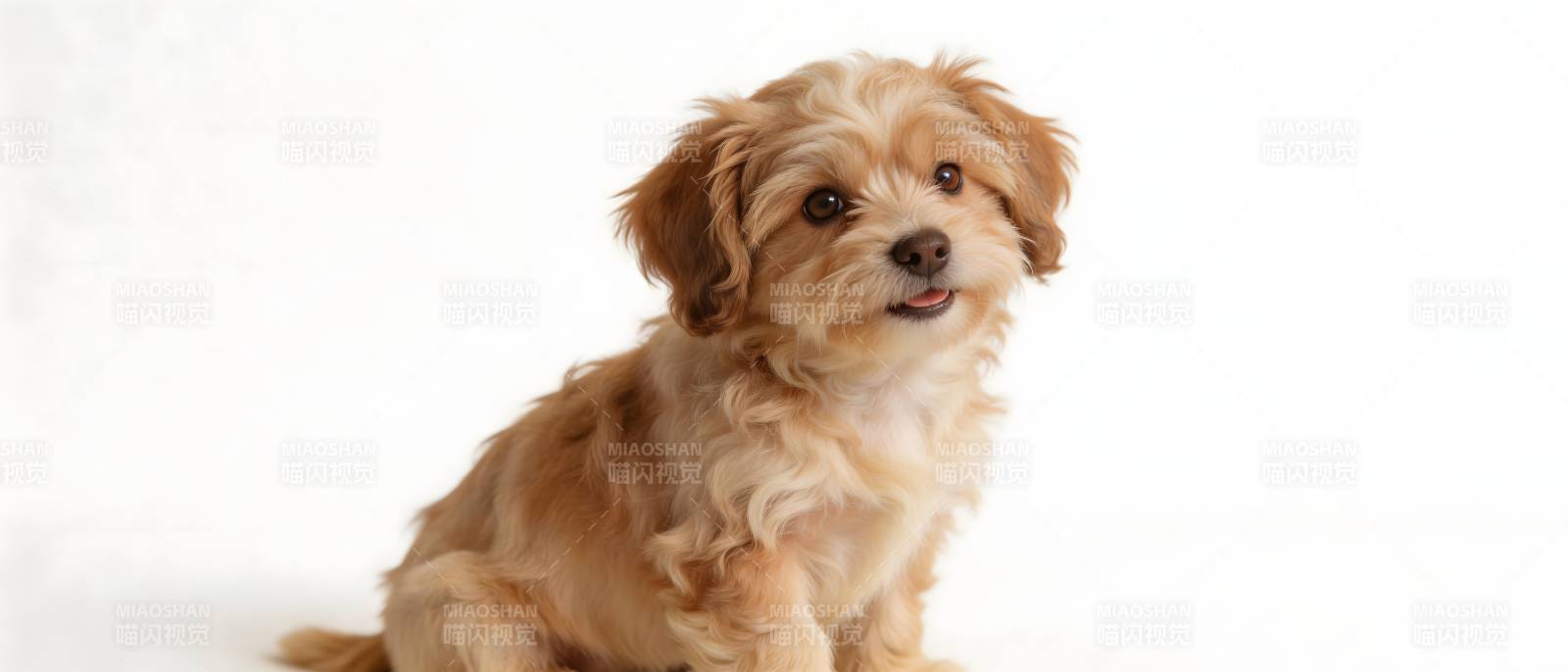 萌犬坐姿 毛茸茸超可爱图片