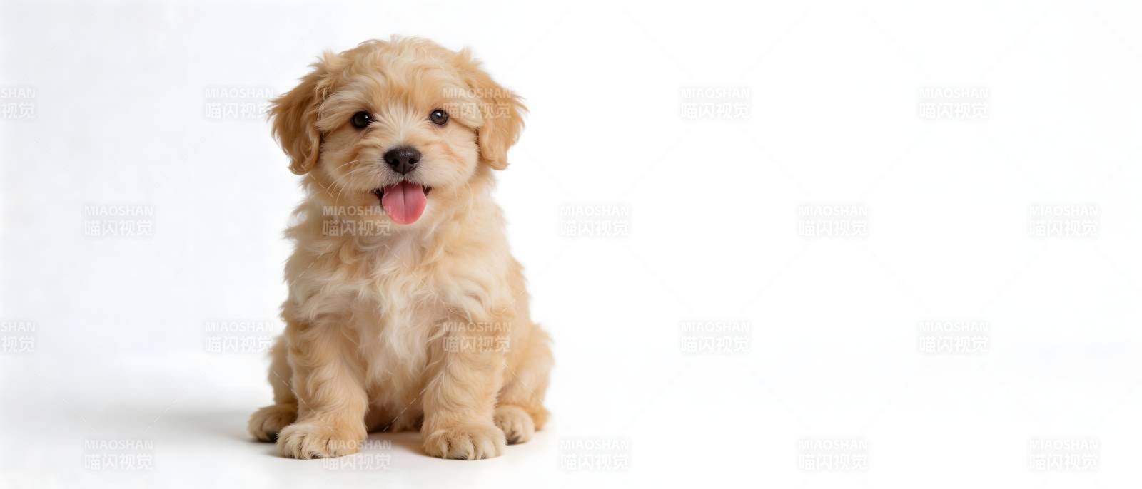 萌犬吐舌坐白底图片