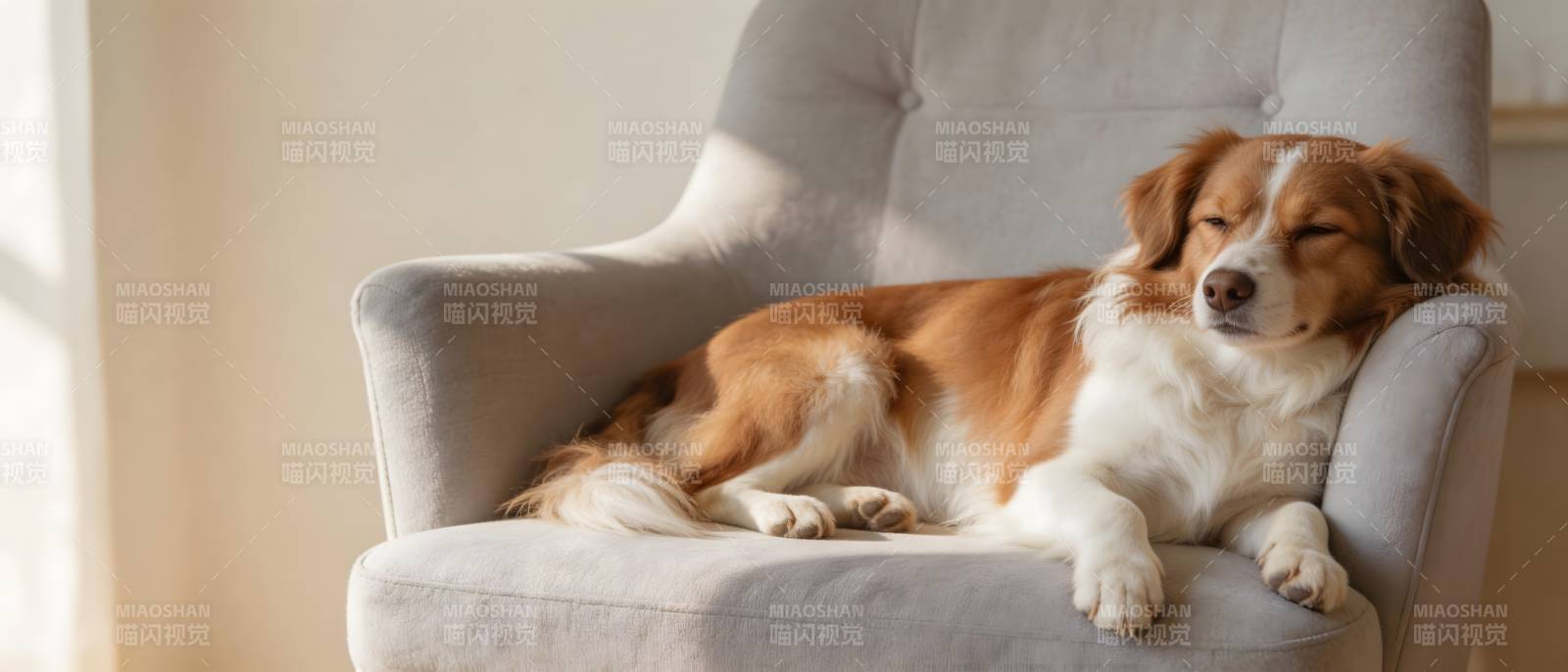 狗狗躺椅上惬意小憩图片