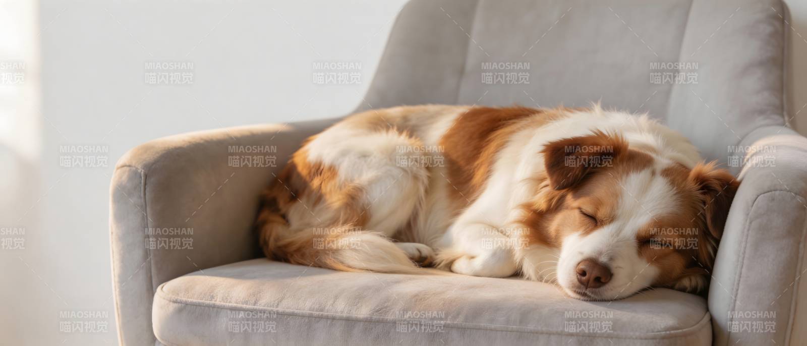 狗狗椅上酣睡萌态图片