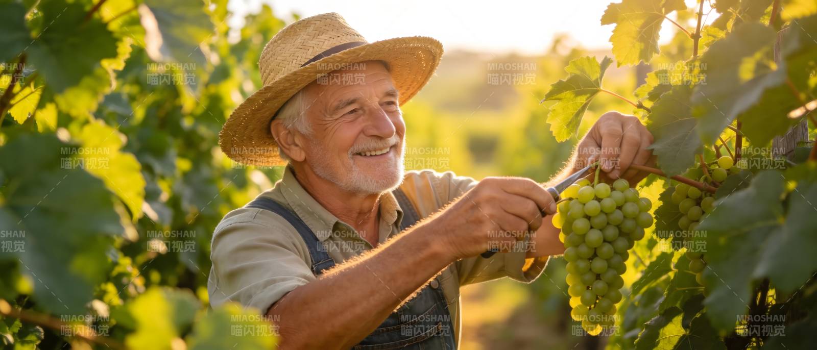 老农采葡萄 笑迎丰收季图片